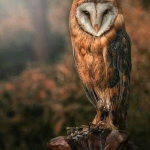 Meet your Posher, Paul